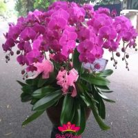 jual bunga terdekat, Jual Karangan Bunga Murah dan Terbaik Untuk Orang Terdekat Anda