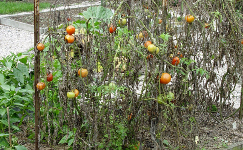 Penyebab Tanaman Tomat Layu Dan Mati, Penyebab Tanaman Tomat Layu Dan Mati
